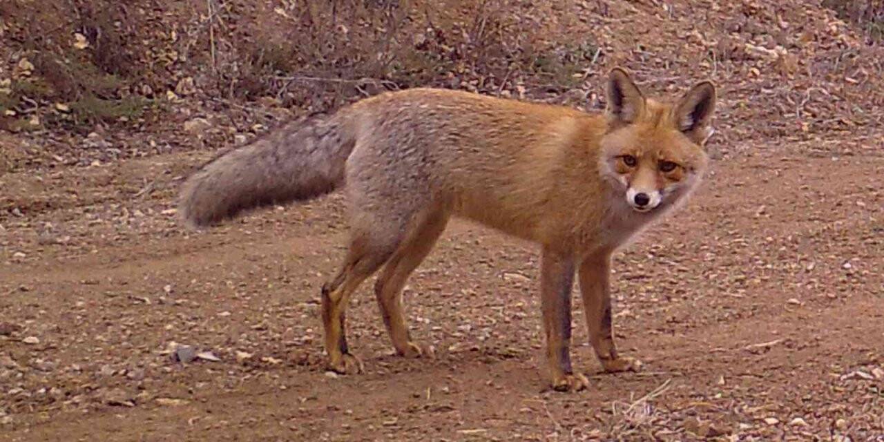 Vaşaktan karacaya, tilkiden domuza yaban hayatı fotokapanda
