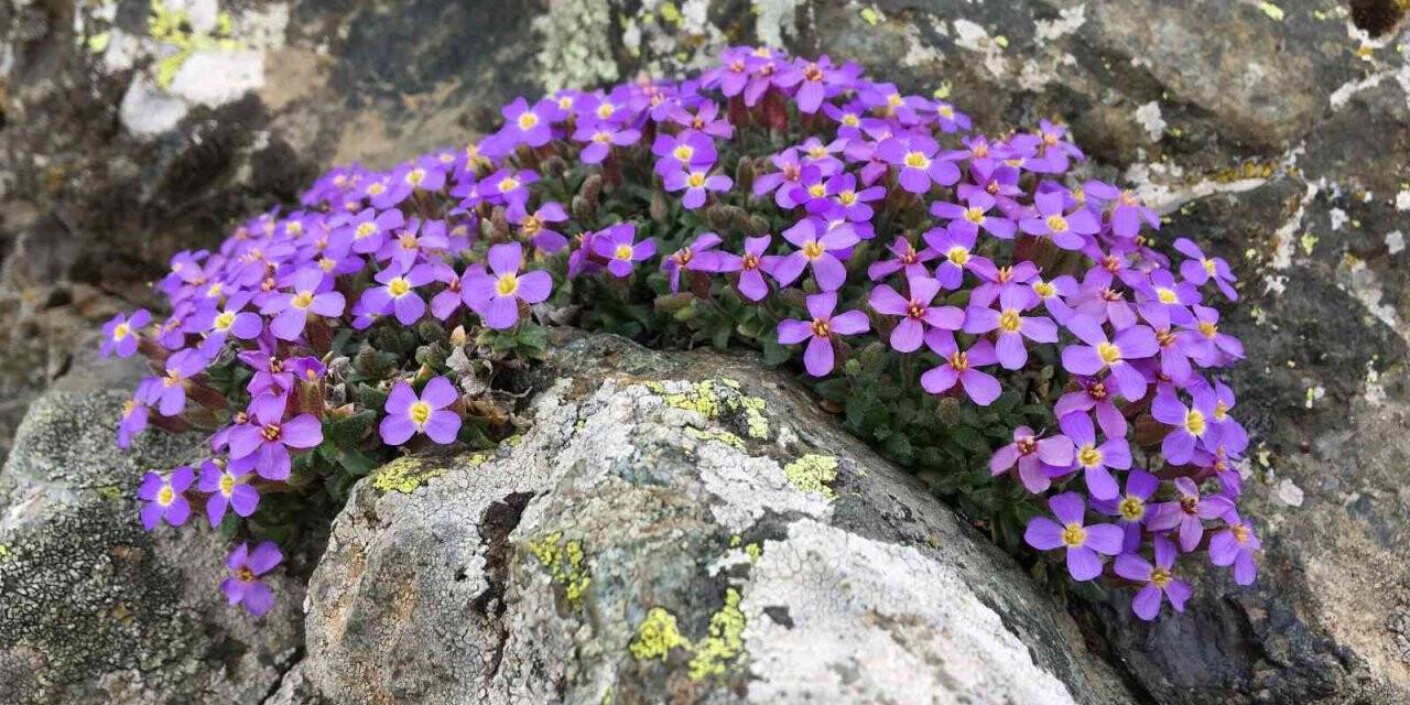 Dünya için yeni bir endemik bitki türü keşfedildi