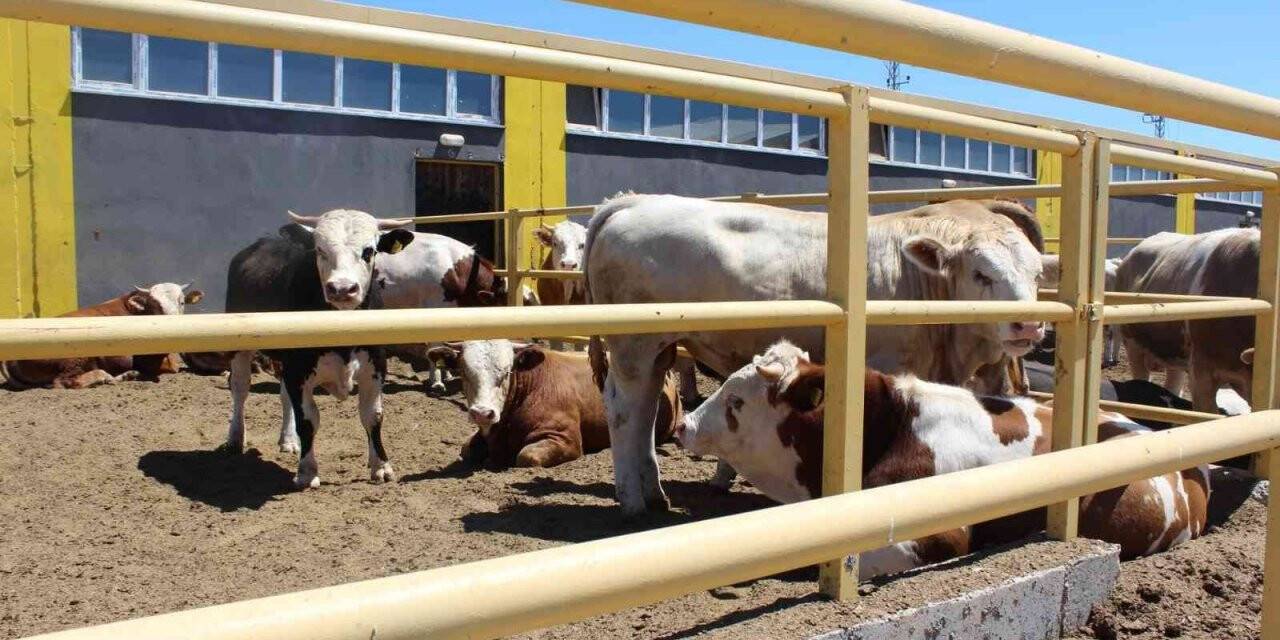 Sivas’ta 354 projeye TKDK desteği