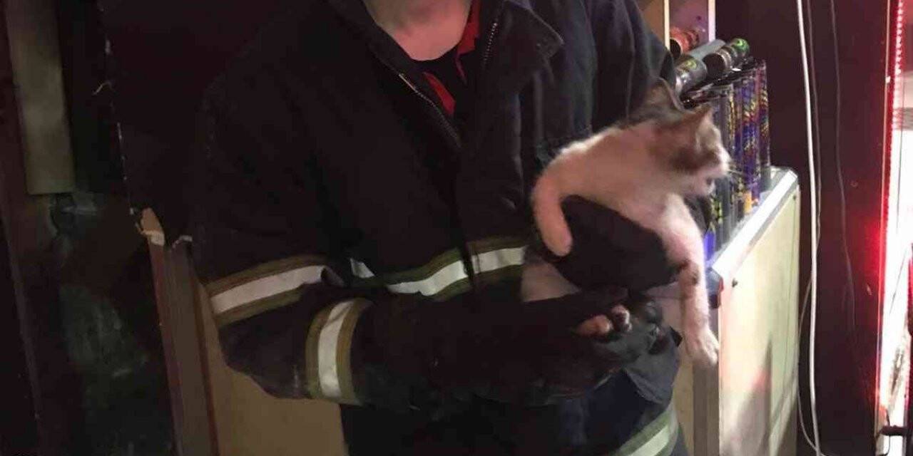 Havalandırmayı keserek kediyi kurtardılar