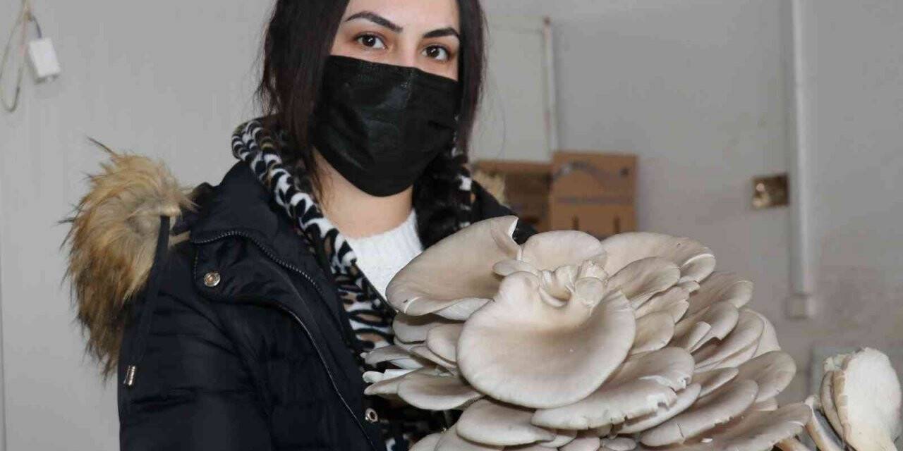 Van’da istiridye mantarına yoğun ilgi