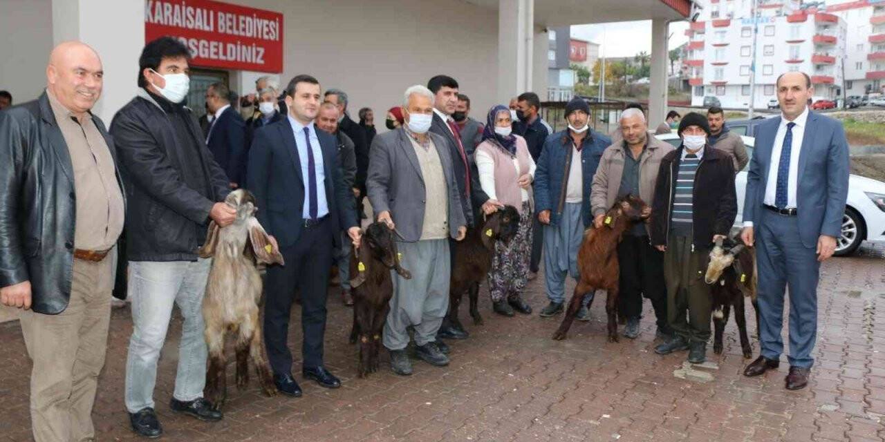 Kırsalda Kilis keçisi yaygınlaşacak