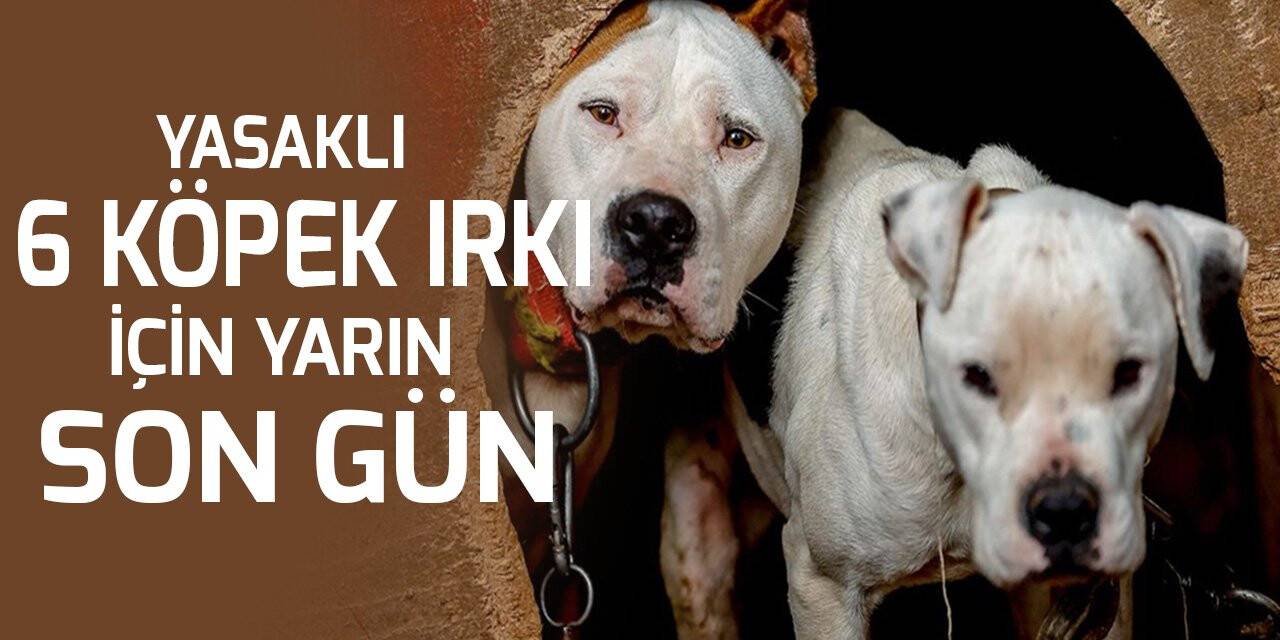 Yasaklı 6 köpek ırkının kayıt altına alınması için yarın son gün