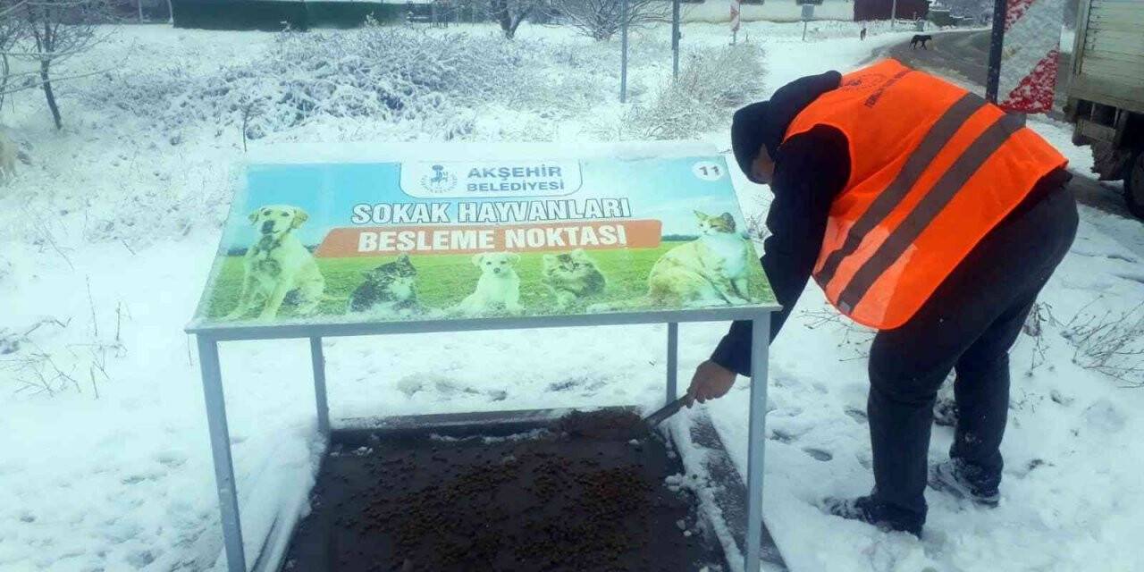 Akşehir’de hayvanlar için mama ve yemleme çalışmaları sürüyor
