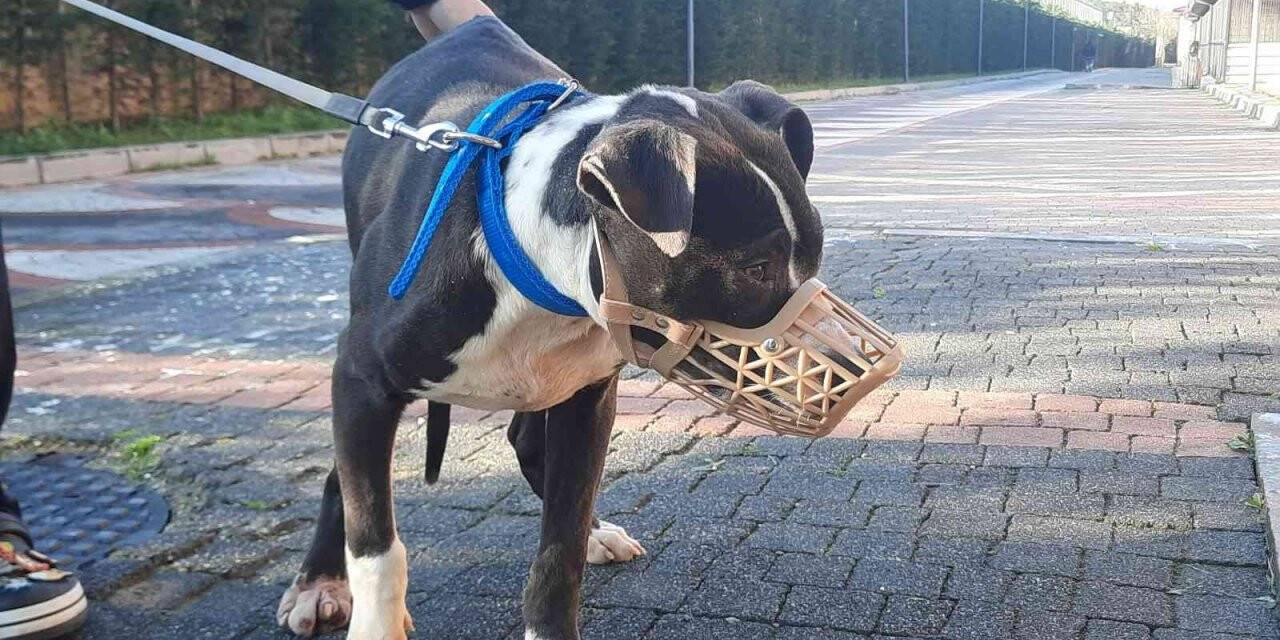 Köpeklerini sokağa bırakanların sayısı arttı