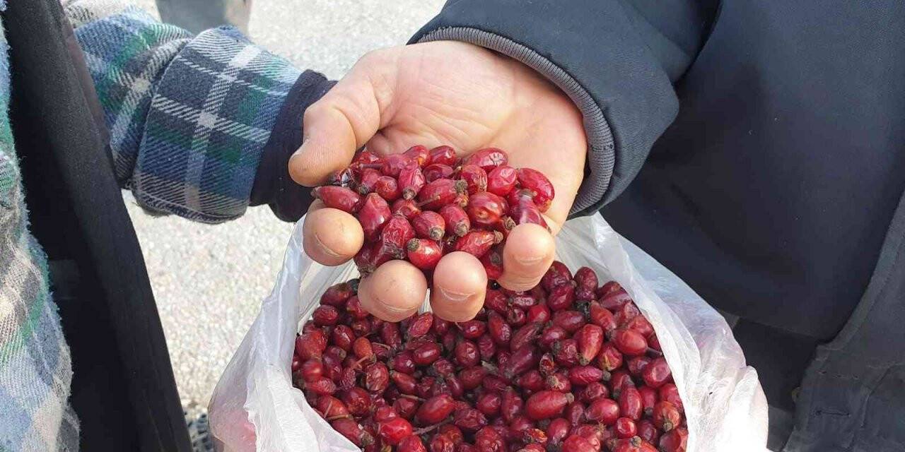 Dağlardan gelen şifa kaynağı; Kuşburnu