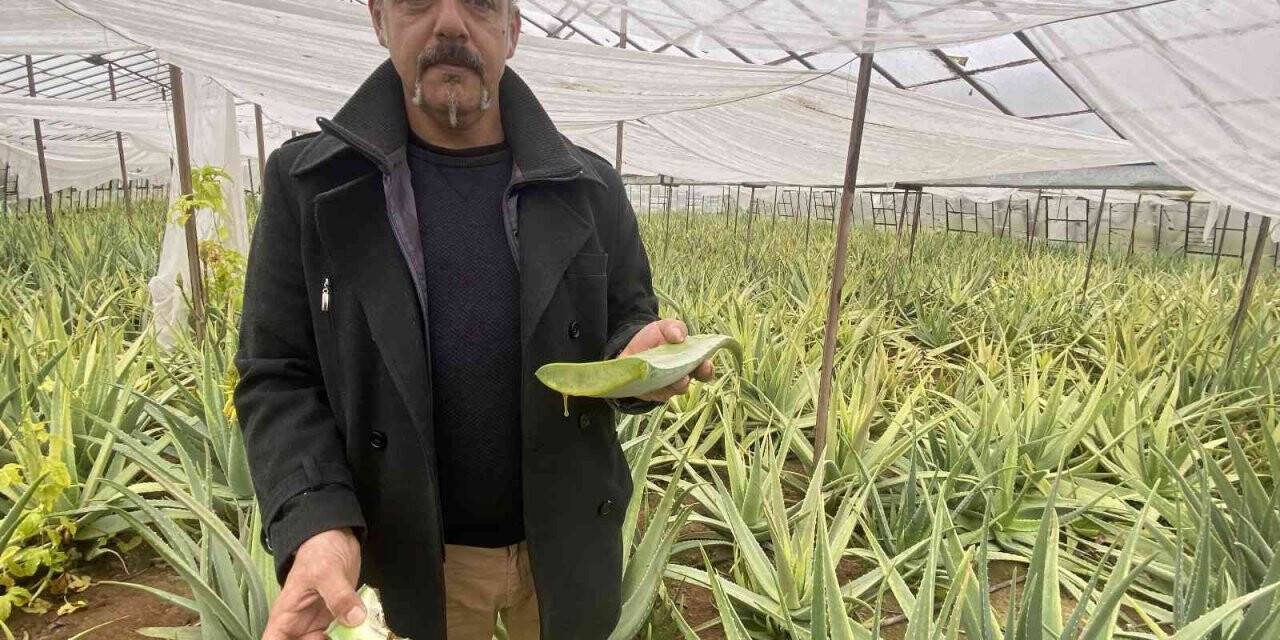 1 dekarla başladığı aloe vera üretiminde rekor kazanç sağladı