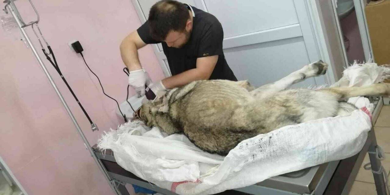Sokak köpeğini av tüfeğiyle vurdu para cezasına çarptırıldı