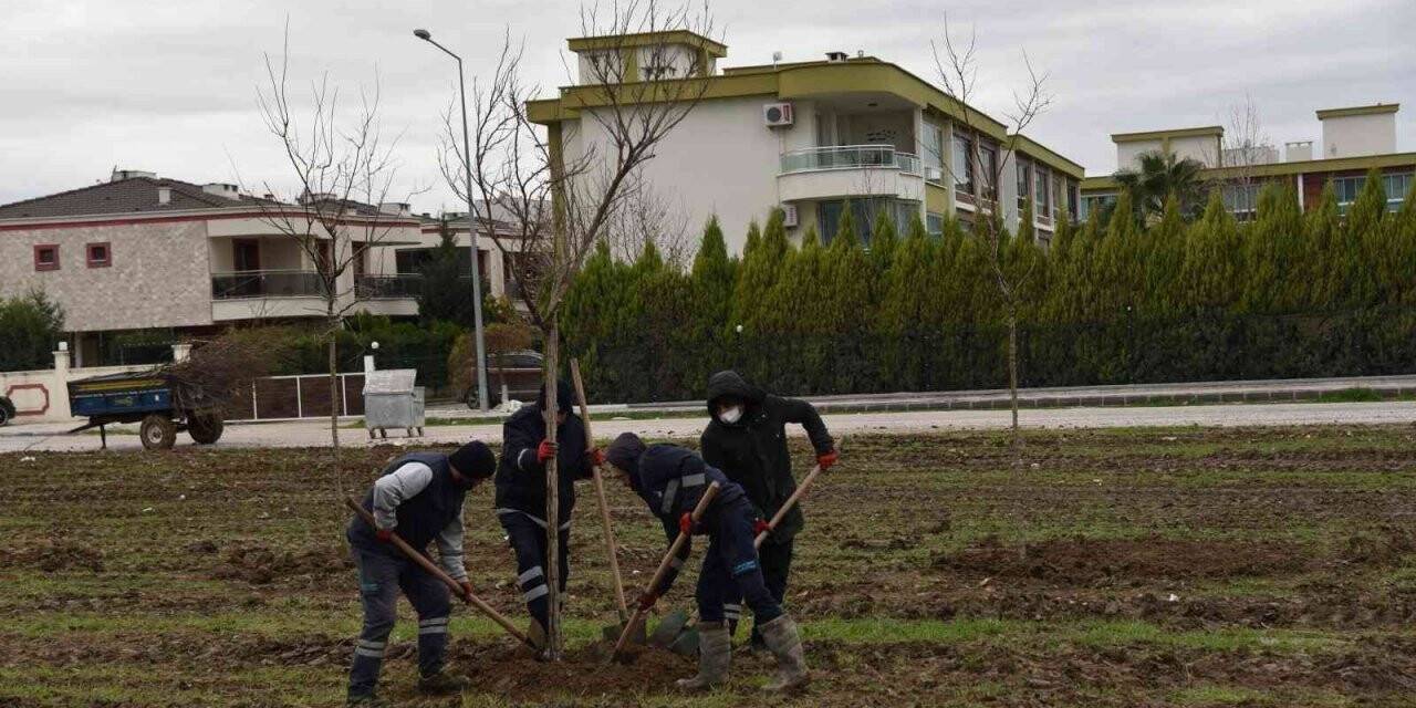 Yunusemre Belediyesi Muradiye’yi ağaçlandırıyor