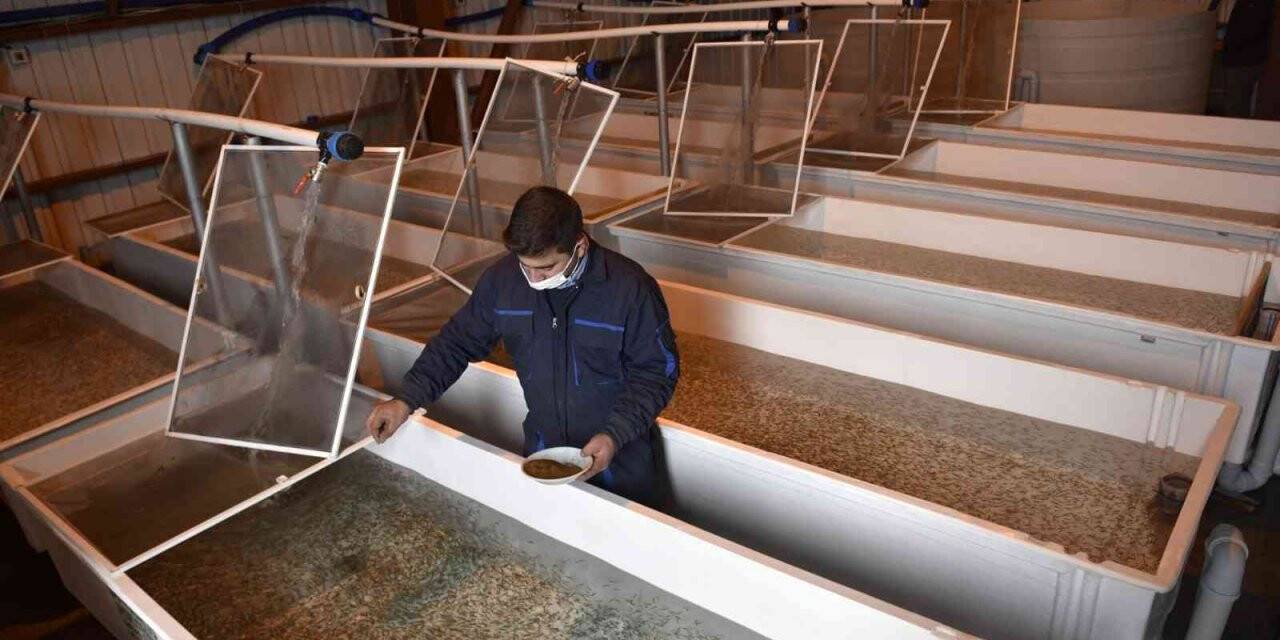 Büyükşehir’den yeni bir hamle yatırım daha: Yavru alabalık üretim tesisi