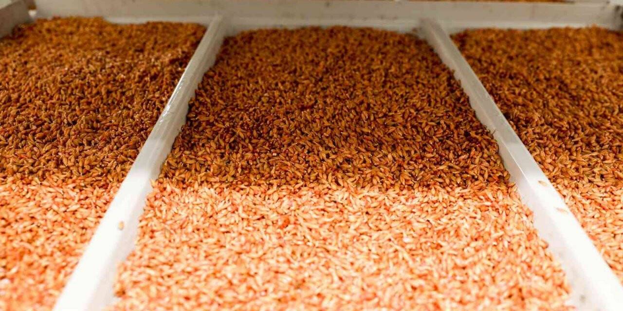 Buca’da çiftçiye 6 ayda 36 bin 500 kilo ücretsiz hasıl yem