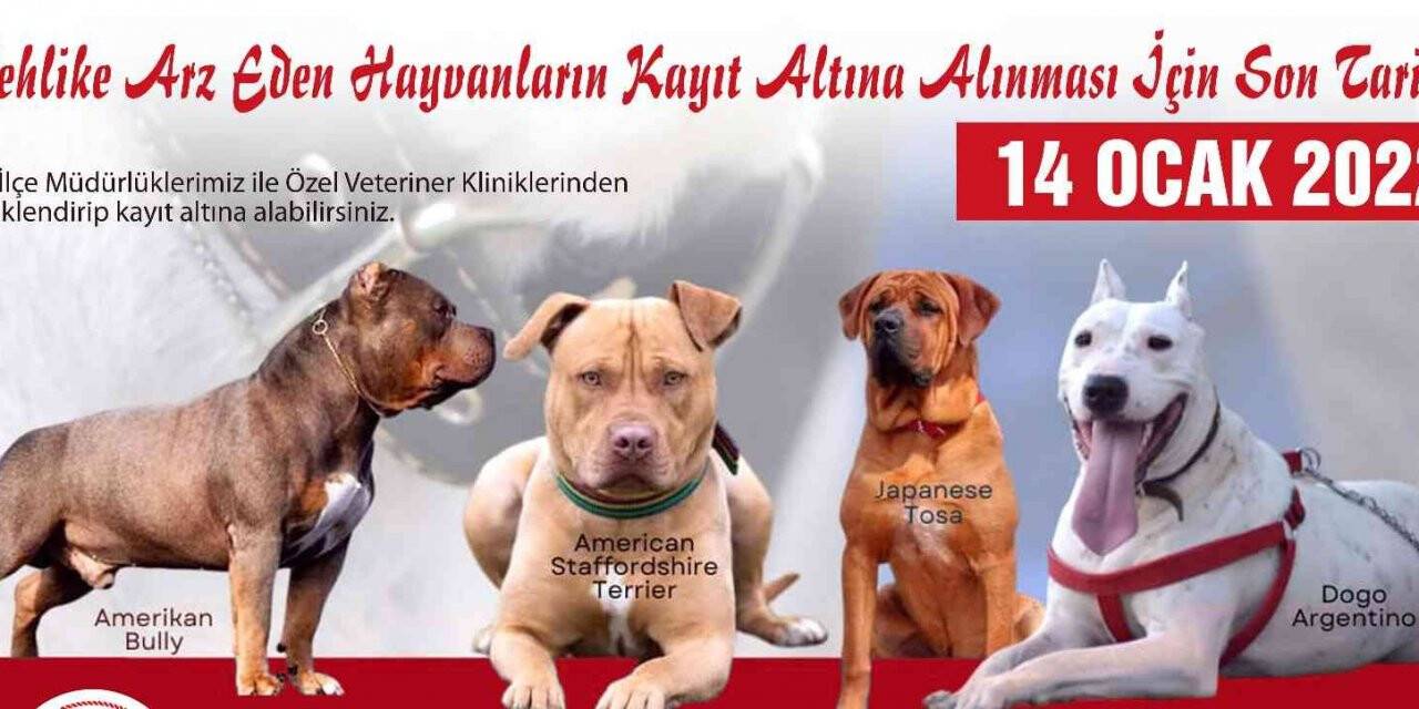 Tehlikeli köpek ırkları için son kayıt tarihi 14 Ocak