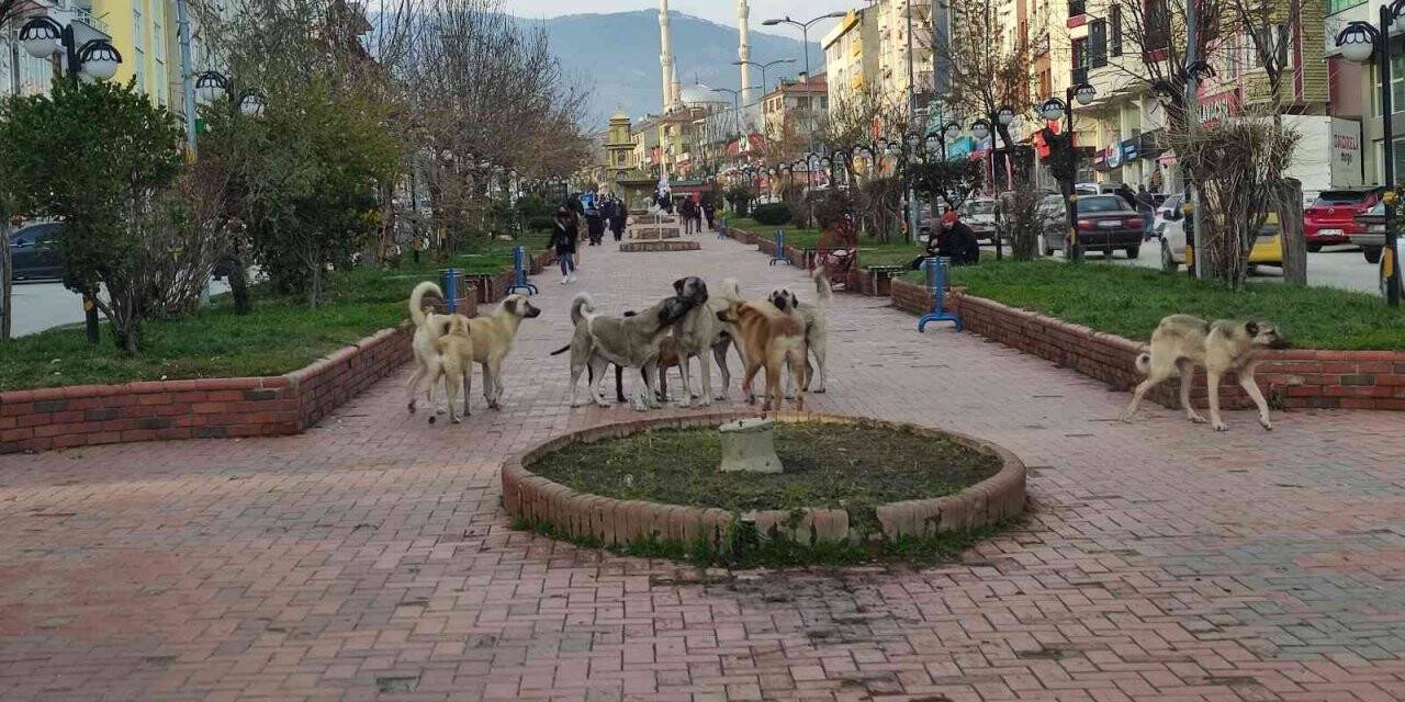 Tosya’da 17 yasak ırklı köpek kayıt altına alındı