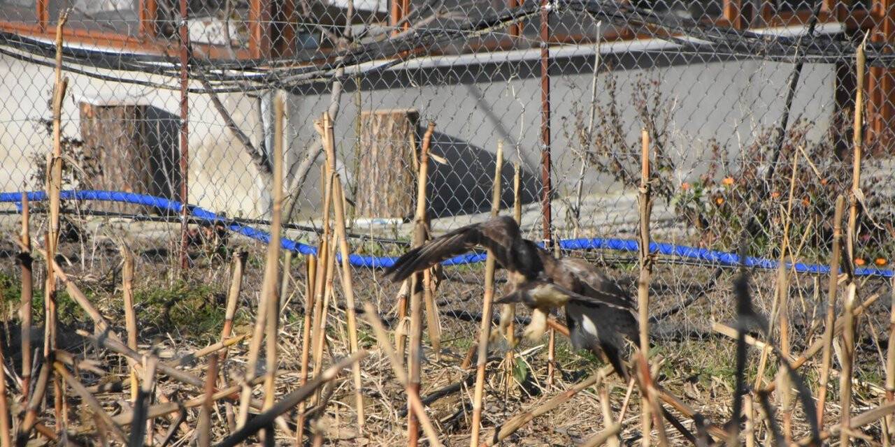 Yırtıcı şahin kent merkezine inerek kediye saldırdı