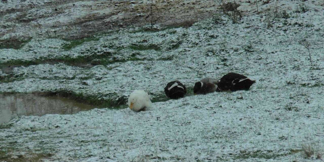 Kartal Aydos’ta kar yağışı başladı, tadını ördekler çıkardı