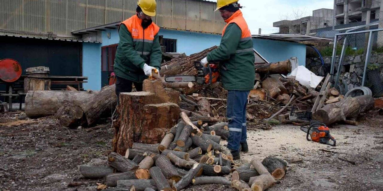 Kuşadası’nda ağaç atıkları ihtiyaç sahipleri için kara kışta yakacağa dönüşüyor