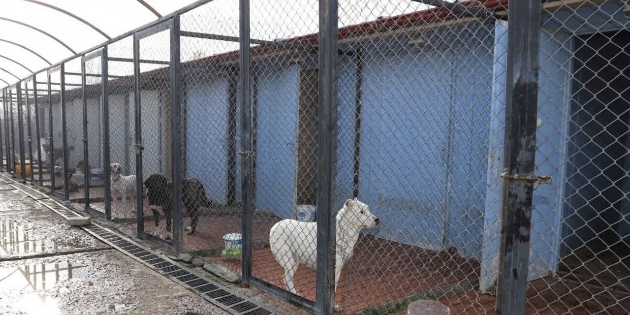 Erzincan’da 340 başıboş sokak köpeği toplandı