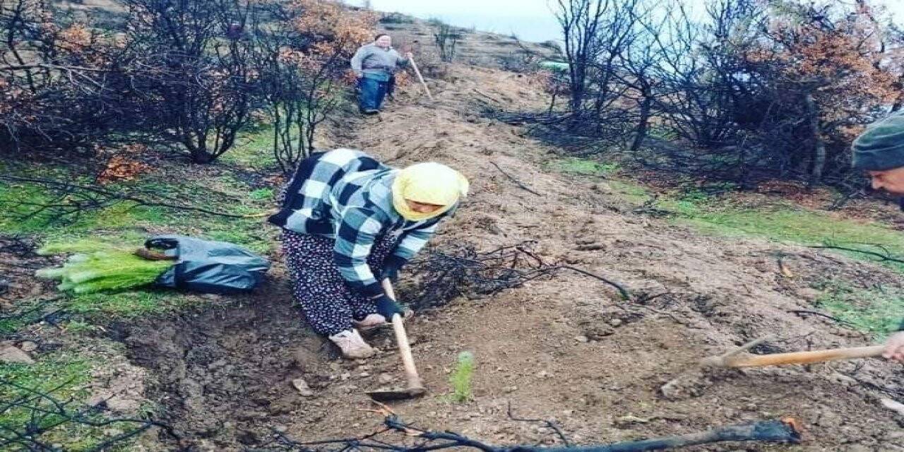 Türlübey’de yanan alanlarda 15 bin fidan dikildi