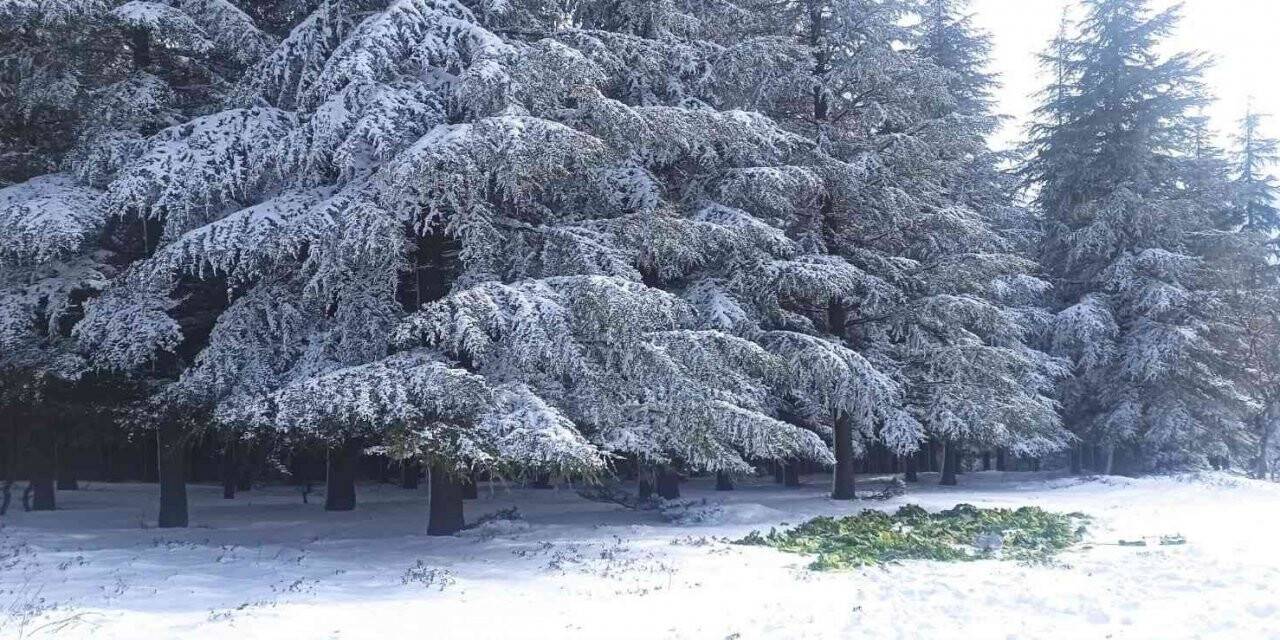 Yaban hayatı unutulmadı, karların üzerine 750 kilo yem bırakıldı