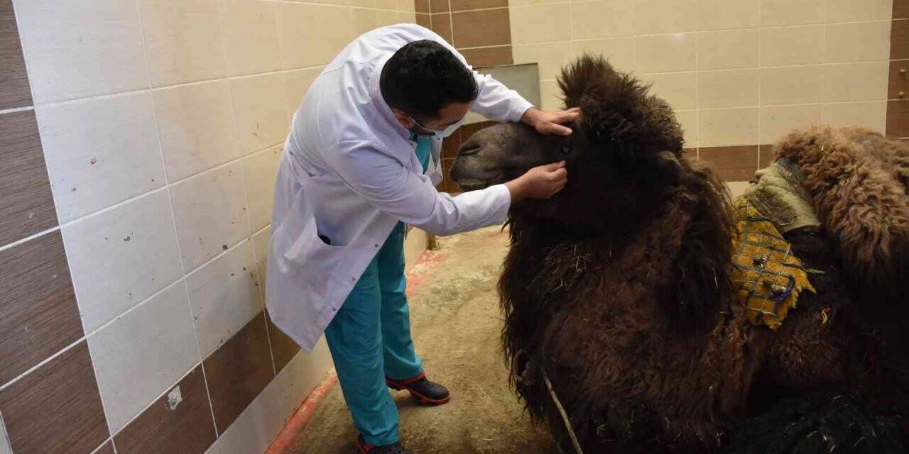 Katarak olan deve ameliyatla sağlığına kavuştu