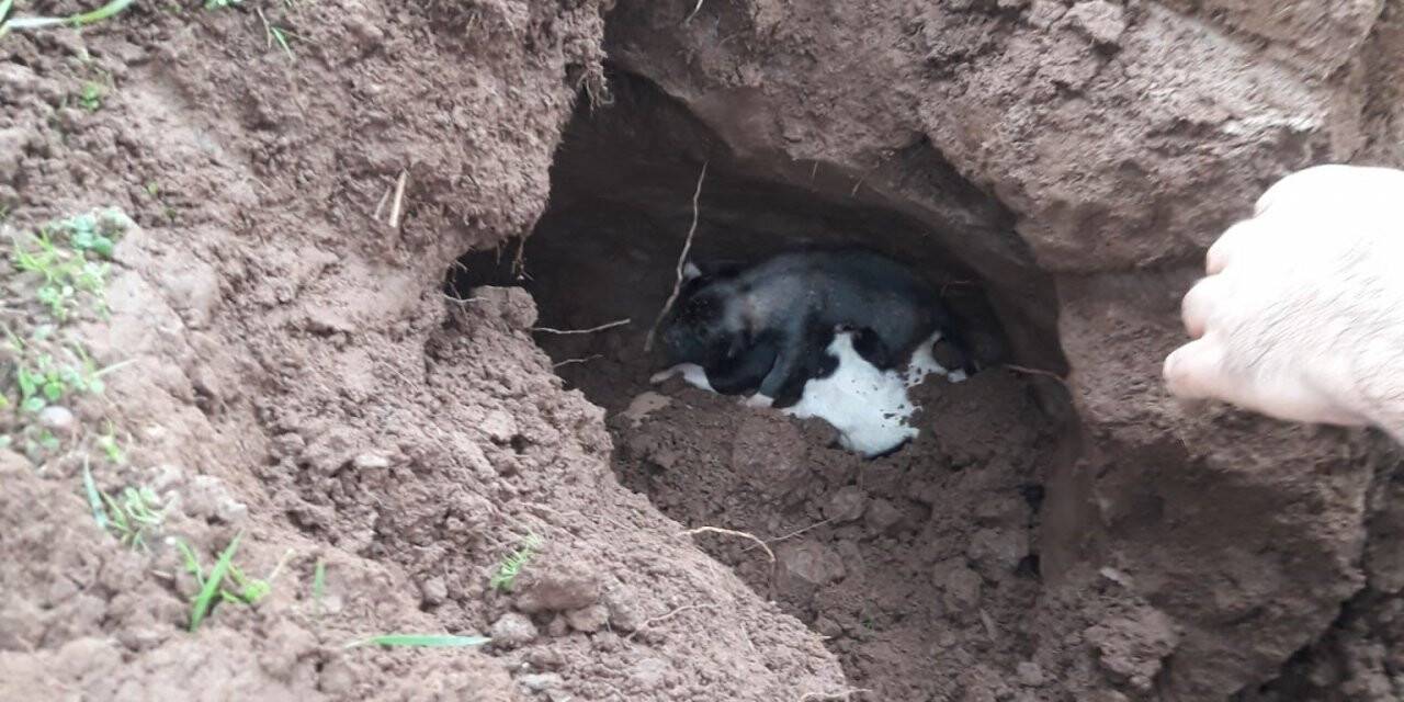 Göçük altında kalan yavru köpekleri itfaiye kurtardı