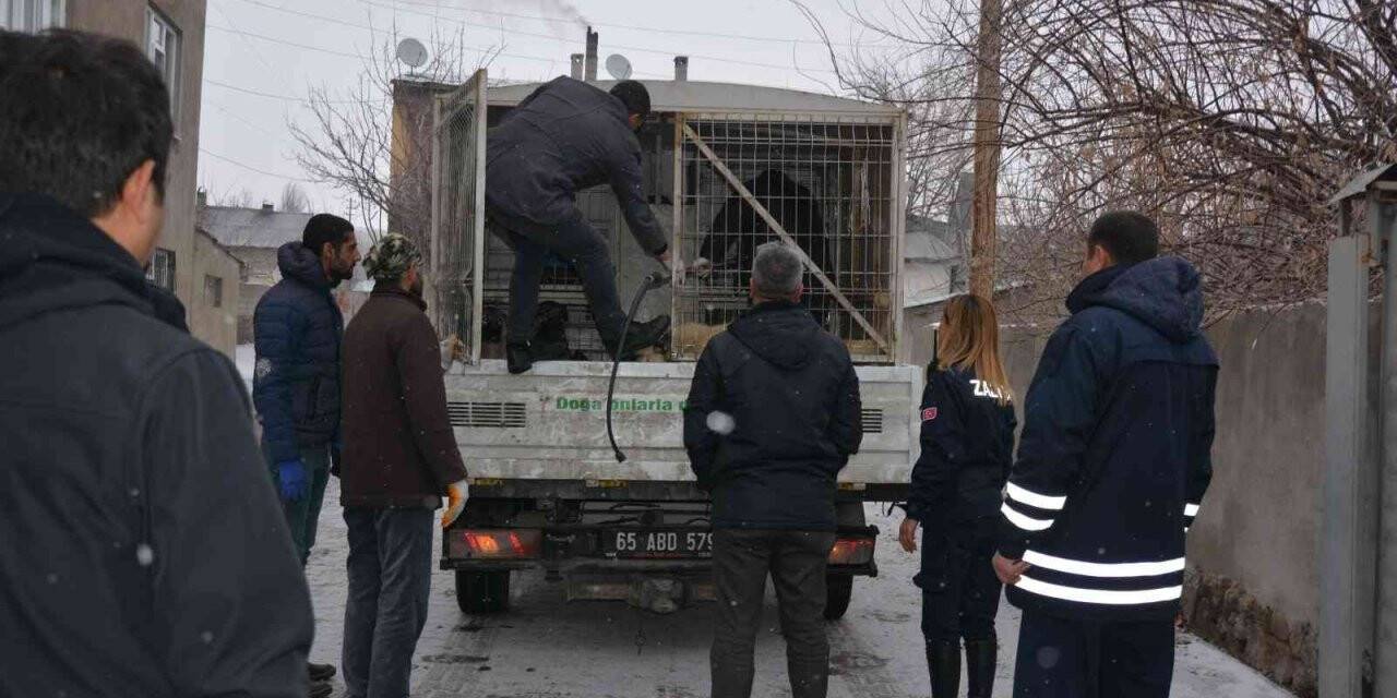 Okul bahçesine bırakılan sahipsiz pitbull yakalandı
