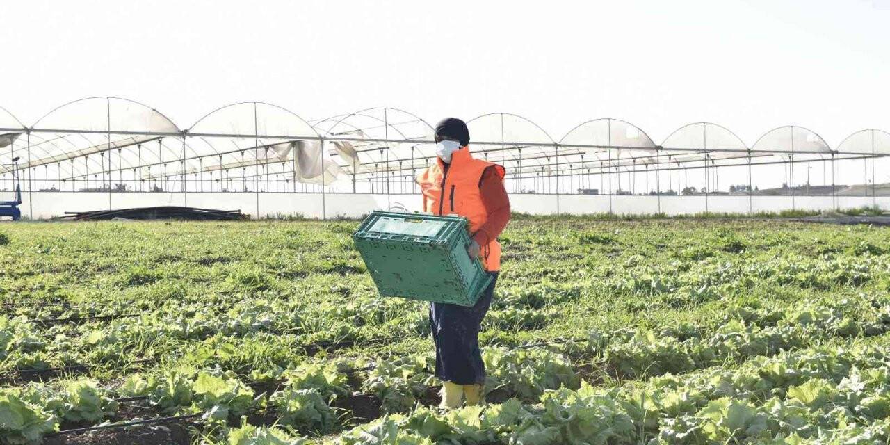 Kadınların ürettiği atom salatası market raflarında