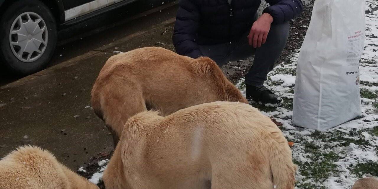 Körfez’de sokak hayvanları için mama bırakıldı