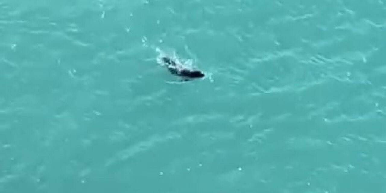 Falezlerde gördükleri Akdeniz fokuna ıslıkla seslendiler