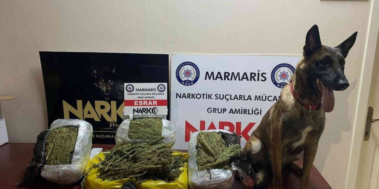 Hassas burun ’Coco’ yılın köpeği seçildi