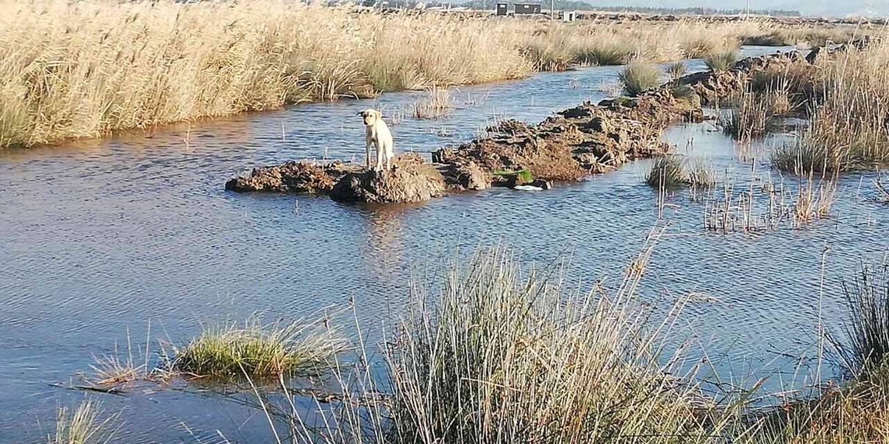 Söke’de mahsur kalan çaresiz köpeği İtfaiye ekipleri kurtardı