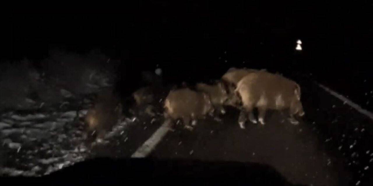 Köye giderken gece önüne çıkan domuz sürünü görüntüledi