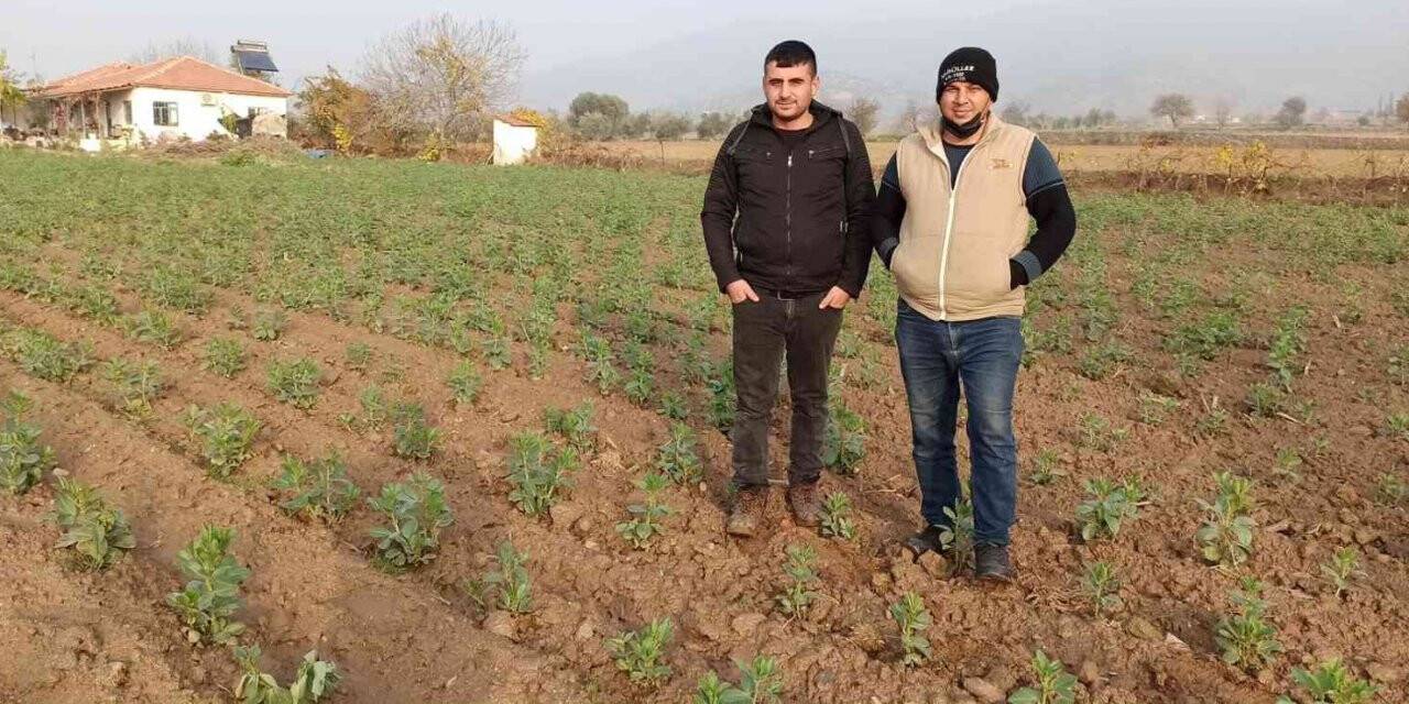 Ödemiş’te bakla ve bezelye ekiminde son günler