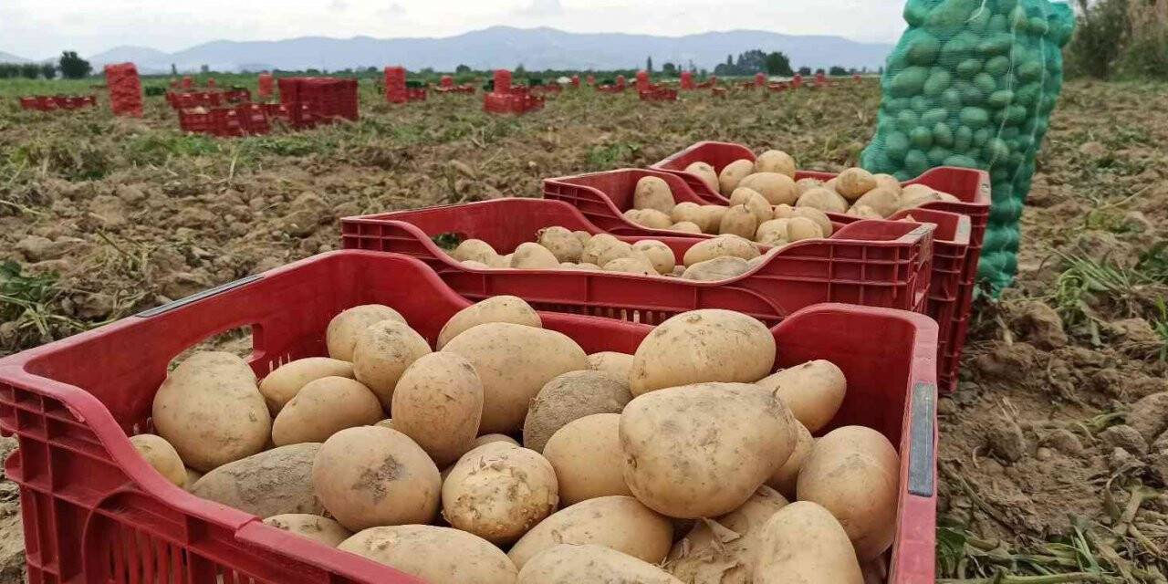Ödemiş’te kış patatesi hasadı başladı