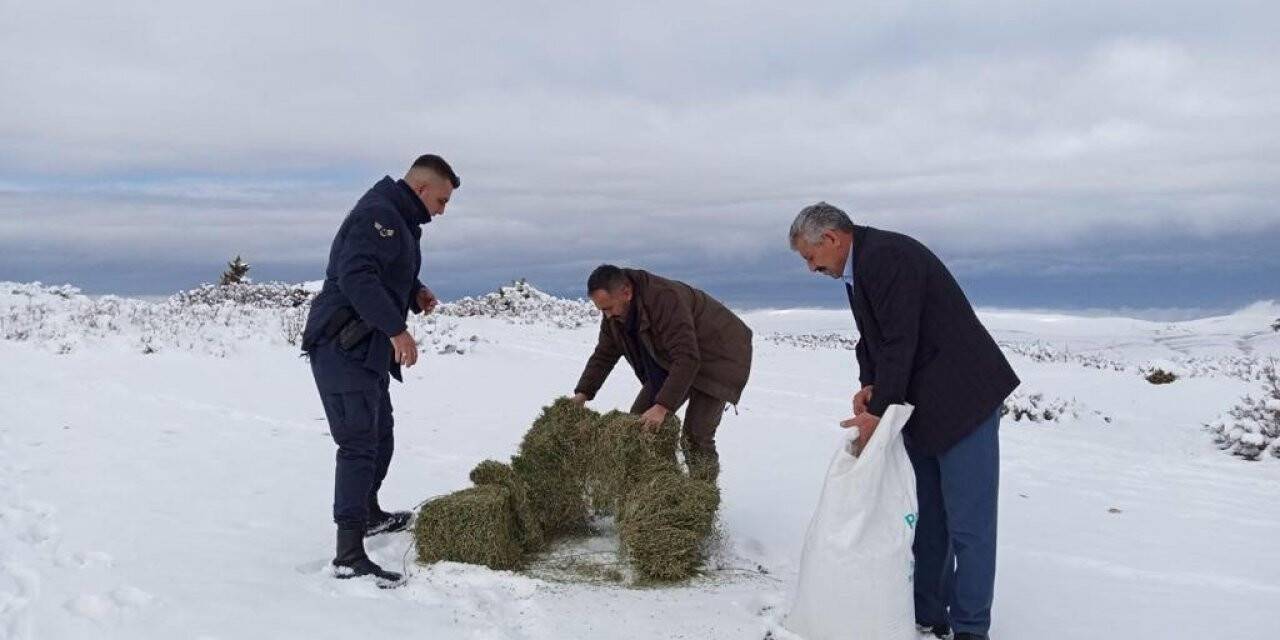 Yaban hayvanları için doğaya yem bırakıldı