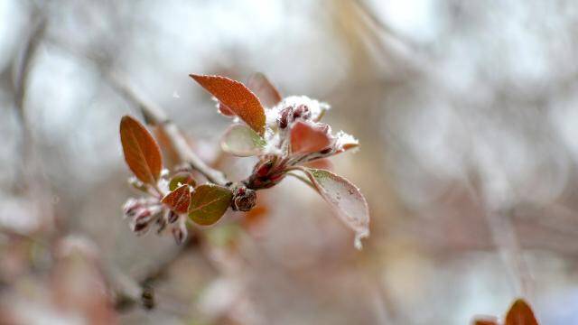 5 il için zirai don uyarısı