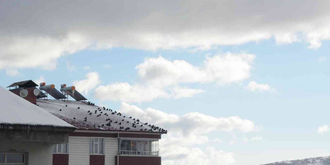 Sibirya soğuğundan etkilenen kuşlar güneşlenerek ısınmaya çalışıyor