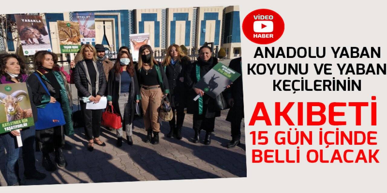 Anadolu yaban koyunu ve yaban keçilerinin akıbeti 15 gün içinde belli olacak