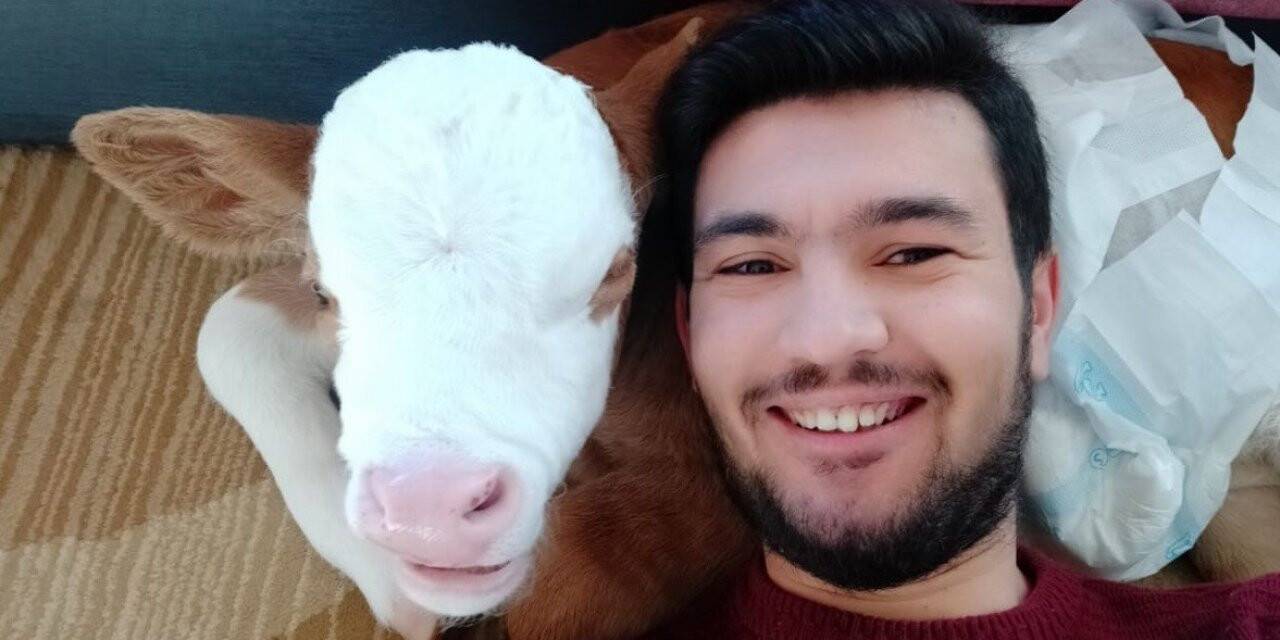 Erken doğan buzağıya anne şefkati, ayağında sallayıp ninni söyleyerek uyutuyor