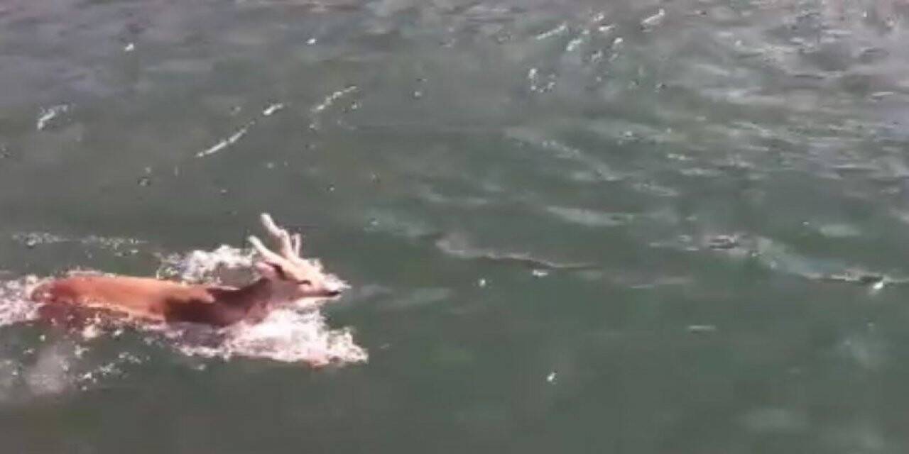 Baraj gölünde yüzen karaca görenleri şaşırttı