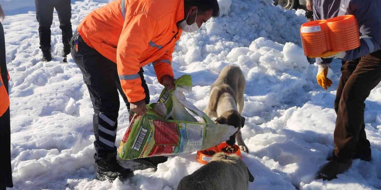 Varto’da sokak hayvanları için beslenme alanları oluşturuldu