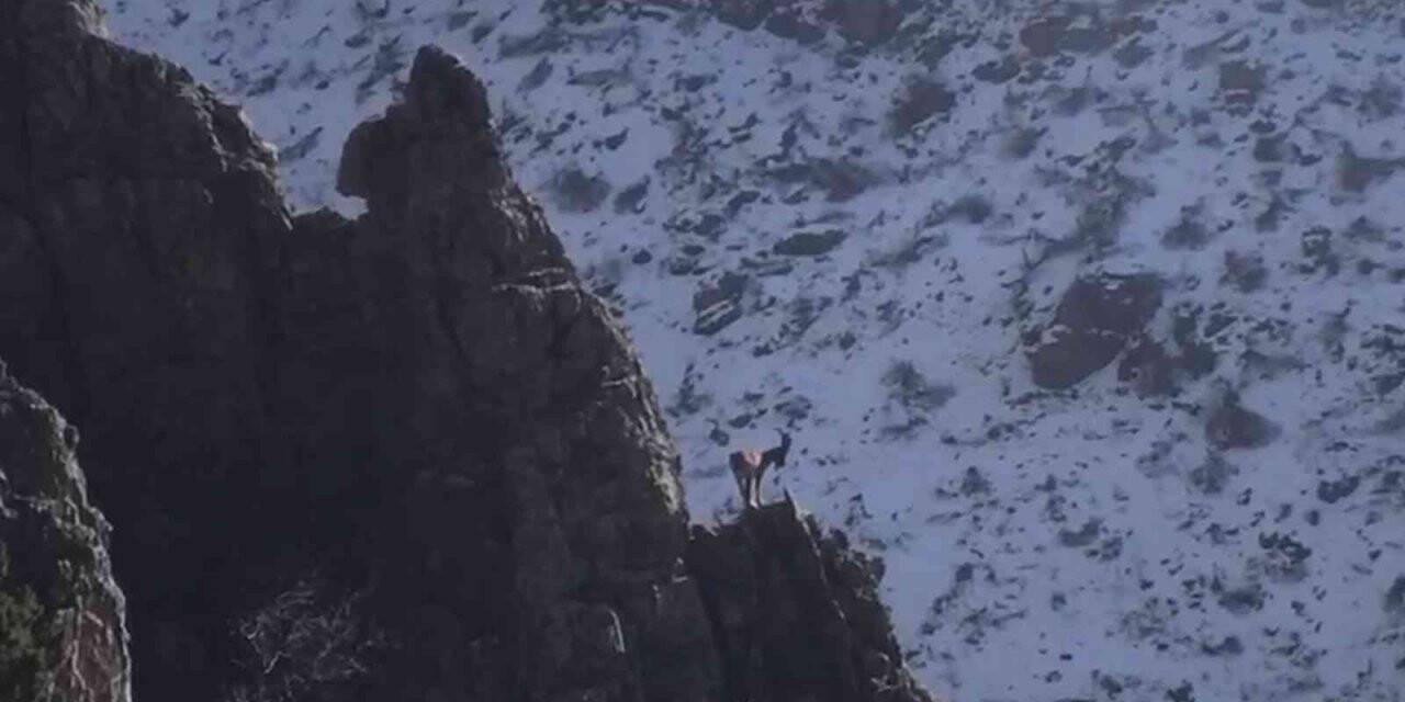 Şırnak’ın Cudi Dağında avcılığın önüne geçildi, dağ keçilerinin sayıları arttı