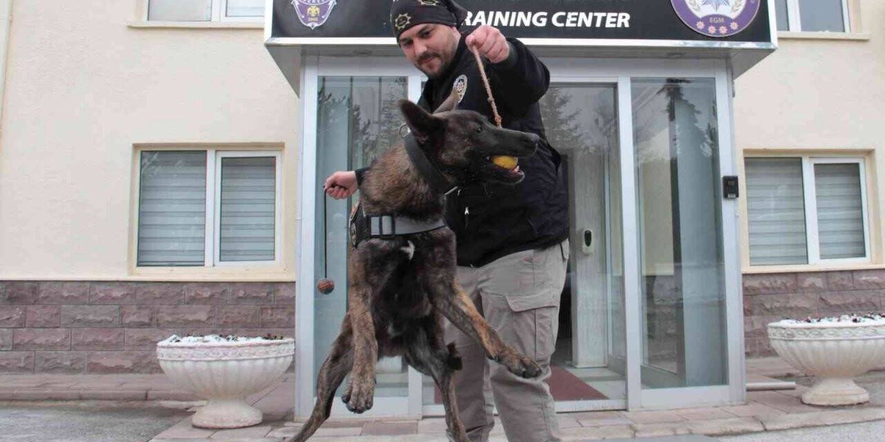 Operasyonların gizli kahramanı ’dedektör köpekler’ böyle eğitiliyor