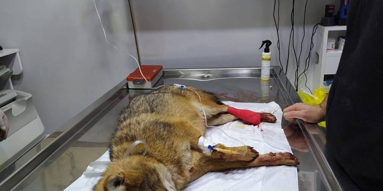 Otomobilin çarptığı tilki tedavi altına alındı
