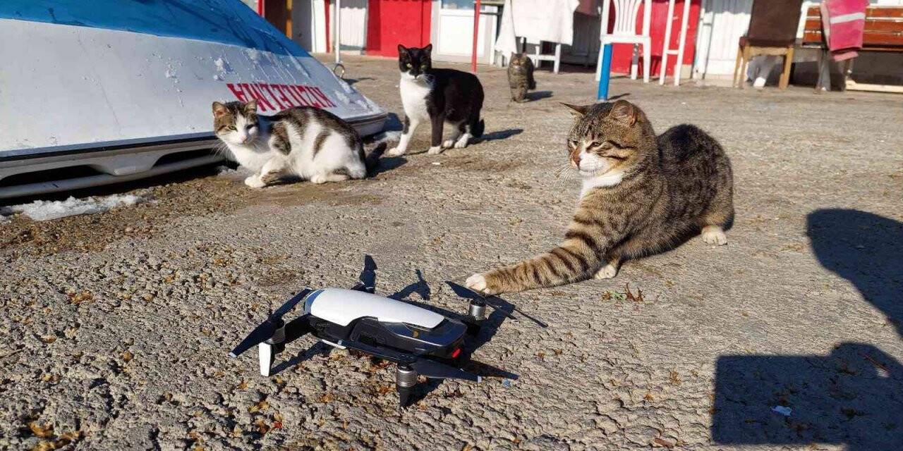 Kedilerin drone ile imtihanı