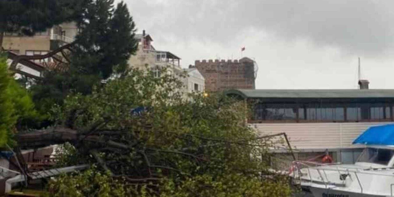 Sinop’ta fırtına ağaç yıktı