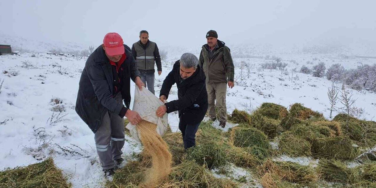 Karaman’da, Anadolu yaban koyunları ile yılkı atlarına yem desteği