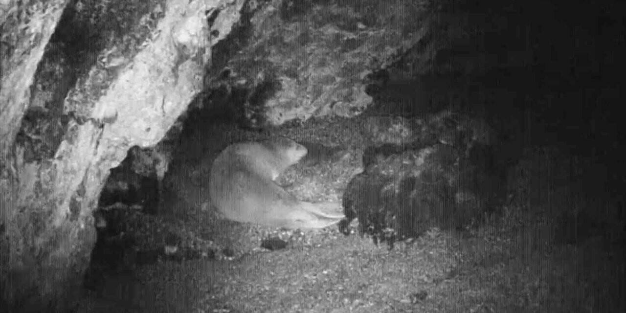Nesli tükenme tehlikesi altında olan Akdeniz foku, Güney Ege sahilinde yavruladı