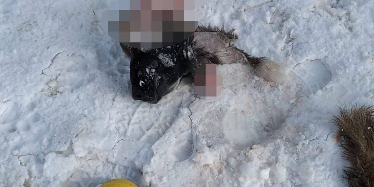 Şehre inen aç kurtlar köpeği parçaladı