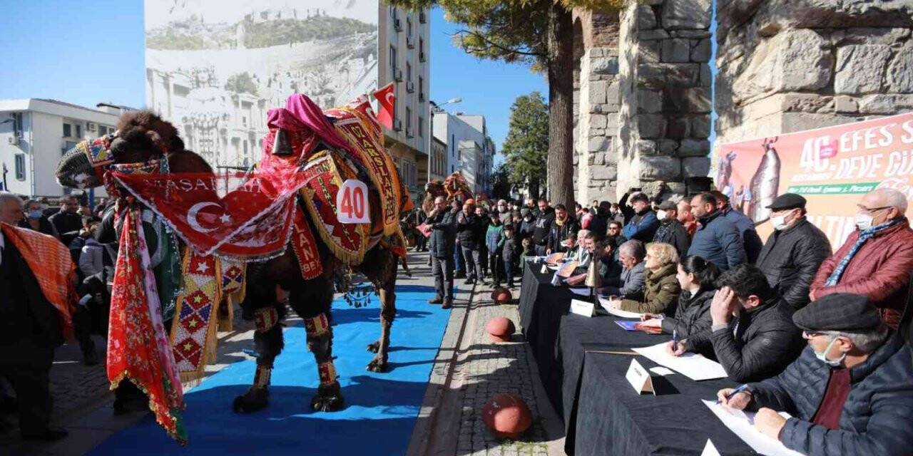 40. Uluslararası Efes Selçuk Deve Güreşleri Festivali başladı